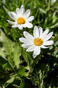White Mule Ears - Wyethia helianthoides by Jacob W. Frank. Original public domain image from Flickr