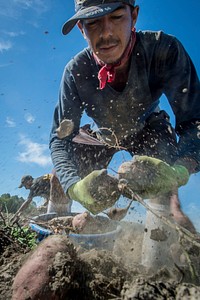 Workers harvest the sweet potato crop as U.S. Department of Agriculture (USDA) Secretary Sonny Perdue tours Scott Family Farms International in Lucama, N.C., Oct. 5, 2017.<br/><br/>USDA Photo by Preston Keres. Original public domain image from <a href="https://www.flickr.com/photos/usdagov/36819601734/" target="_blank" rel="noopener noreferrer nofollow">Flickr</a>