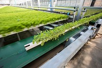 Lēf Farms President and CEO Henry Huntington shows U.S. Department of Agriculture (USDA) Secretary Sonny Perdue the automated conveyors that rapidly move gutters with the greens needed in the packing department, during a tour of the precision controlled hydroponic system, in Loudon, NH, on Sept. 1, 2017.