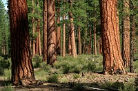 Deschutes National Forest, old growth ponderosa pine stand.jpg. Original public domain image from Flickr