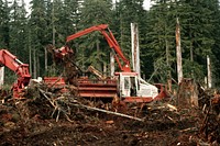 Machine removal of logging slash. Original public domain image from Flickr