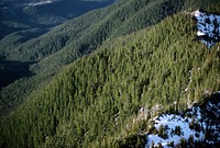 Mt Hood National Forest, Still Creek Roadless Area. Original public domain image from Flickr