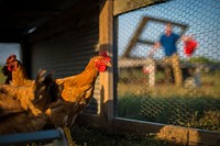 Jason Grimm feeds his chickens on his farm, Grimm Family Farm in 2011, where he manages his enterprises while farming alongside his family near North English, Iowa.