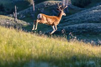 White-tailed deer in velvet. Original public domain image from Flickr