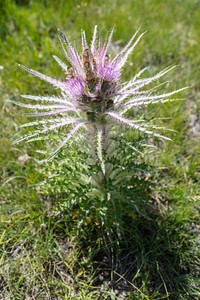 Elk Thistle - Cirsium scariousumby Jacob W. Frank. Original public domain image from Flickr