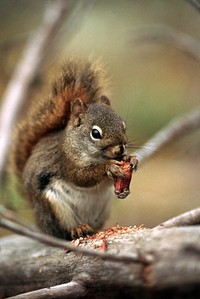 Ground squirrel eating nut. Original public domain image from Flickr