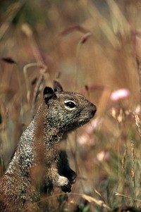 Ground squirrel. Original public domain image from Flickr