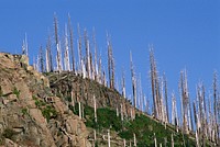 Gifford Pinchot National Forest, Mt St Helens NVM. Original public domain image from Flickr