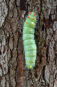 Climbing up. It is common during late summer and early fall to find caterpillars on trees or in nearby areas of your yard as they search for a place to build their cocoon. Original public domain image from Flickr