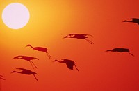 Cranes in flight. Original public domain image from Flickr