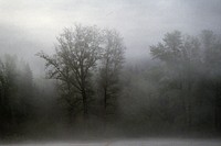 Okanogan-Wenatchee National Forest, morning fog shrouds trees. Original public domain image from Flickr