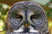 Great Grey Owl (Strix nebulosa). The Great Grey Owl is large grey owl with dense, fluffy plumage, long wings and tail, and a large head with no ear-tufts. The species name nebulosa is derived from the Latin Nebulosus, meaning misty or foggy. This Owl is the provincial bird emblem of Manitoba. Original public domain image from Flickr