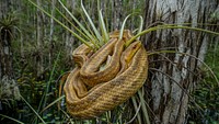 Jamaican boa. Original public domain image from Flickr