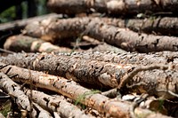 Contractors cut down and process trees for a timber sale in the Chattahoochee National Forest, GA. Original public domain image from Flickr