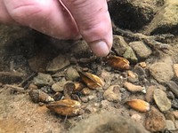 Golden riffleshells being placed in the streambed. Original public domain image from <a href="https://www.flickr.com/photos/usfwssoutheast/37449551236/" target="_blank" rel="noopener noreferrer nofollow">Flickr</a>