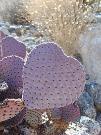 The Bureau of Land Management photo. Original public domain image from Flickr