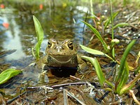 Male Yosemite toad in a breeding meadow, Sonora Pass, Bridgeport Ranger District, Humboldt-Toiyabe National Forest, USA. Original public domain image from Flickr