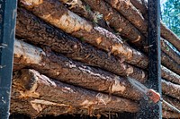 Timber sales production in the Chatahochee National Forest, GA. Original public domain image from Flickr