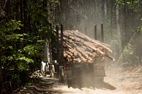 Contractors cut down and process trees for a timber sale in the Chattahoochee National Forest, GA. Original public domain image from Flickr