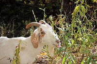 Goat GrazingGoats are helping to remove buckthorn and other unwanted plants at Minnesota Valley National Wildlife Refuge.Photo by Courtney Celley/USFWS. Original public domain image from Flickr