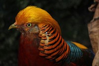 Golden Pheasant, bird photography. Free public domain CC0 image.