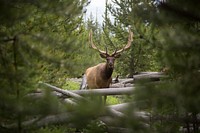 Elk, Sepulcher Mountain Trail. Original public domain image from Flickr