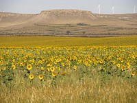 : A warm season cover crop in the foreground, a safflower field and field windbreaks in the middle ground. Toole County, Montana September 2014. Original public domain image from Flickr