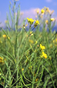 Close-up of canola plant and flowers, August 17, 1994. Original public domain image from <a href="https://www.flickr.com/photos/160831427@N06/37952387025/" target="_blank" rel="noopener noreferrer nofollow">Flickr</a>