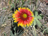 Blanket Flower. Meagher County. July 2012. Original public domain image from Flickr