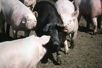 Pigs. Original public domain image from <a href="https://www.flickr.com/photos/160831427@N06/37988381445/" target="_blank" rel="noopener noreferrer nofollow">Flickr</a>