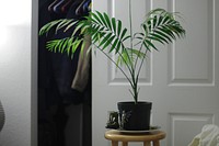 Plant in my room