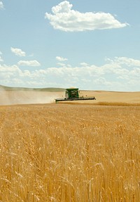 A combine, harvesting winter wheat on a farm in Beach, ND. The combine leaves stubble, which is helpful in maintaining soil moisture and improving soil health. Original public domain image from Flickr