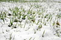 Blades of grass showing through snow. Bozeman, MT. April 2013. Original public domain image from Flickr
