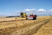 Harvesting wheat in Gallatin Valley, August 1980. Original public domain image from <a href="https://www.flickr.com/photos/160831427@N06/38123472574/" target="_blank" rel="noopener noreferrer nofollow">Flickr</a>