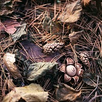 Conifer cones on the ground. Free public domain CC0 photo