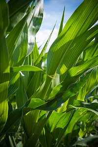 Jason Brewer, farmer near Forsyth, Mont., grows corn and soybeans in alternate rows under irrigation in his no-till system. June 2017. Rosebud County, Montana. Original public domain image from <a href="https://www.flickr.com/photos/160831427@N06/38205885724/" target="_blank">Flickr</a>