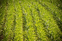 Jason Brewer, farmer near Forsyth, Mont., grows corn and soybeans in alternate rows under irrigation in his no-till system. June 2017. Rosebud County, Montana. Original public domain image from Flickr