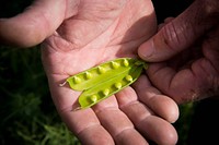 Jason Brewer, farmer near Forsyth, Mont., grows peas in a corn-peas-malt barley rotation, followed by a cover crop. Peas fix nitrogen producing a lump on the root called a nodule. June 2017. Rosebud County, Montana. Original public domain image from Flickr