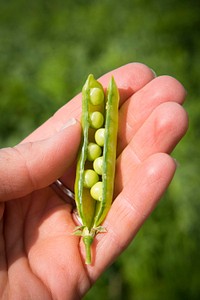 Jason Brewer, farmer near Forsyth, Mont., grows peas in a corn-peas-malt barley rotation, followed by a cover crop. Peas fix nitrogen producing a lump on the root called a nodule. June 2017. Rosebud County, Montana. Original public domain image from <a href="https://www.flickr.com/photos/160831427@N06/38205922904/" target="_blank">Flickr</a>