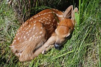 Week-old whitetail deer fawns (twins) at Alderman WRP restoration project north of Belgrade, MT. June 12, 2008. Original public domain image from Flickr