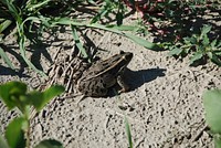 Northern Leopard Frog on the bank of the Milk River near Glasgow, MT. August 2011. Original public domain image from <a href="https://www.flickr.com/photos/160831427@N06/38367177694/" target="_blank" rel="noopener noreferrer nofollow">Flickr</a>