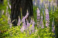 Lupine and other wildflowers and grasses grow in the forest understory the year after the Roaring Lion wildfire burned nearly 9,000 acres in Ravalli County, Montana. June 2017. Original public domain image from Flickr