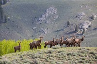 A group of elk in Lamar Valley