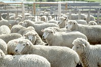 Sheep in corral. Original public domain image from Flickr