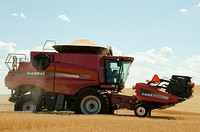A combine, harvesting winter wheat on a farm in Beach, ND. The combine leaves stubble, which is helpful in maintaining soil moisture and improving soil health. Original public domain image from Flickr