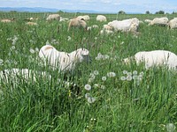 MOB Grazing of sheep on irrigated pasture in Lake County, MT. June 2014. Original public domain image from Flickr