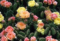 Cactus bloom. Original public domain image from <a href="https://www.flickr.com/photos/160831427@N06/38828016982/" target="_blank" rel="noopener noreferrer nofollow">Flickr</a>