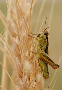 Grasshopper on a stock of wheat on the Rocky Boy's Indian Reservation Thursday, August 18, 2005. Original public domain image from Flickr
