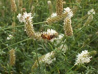 Honey bee on slender white prairie clover at Bridger Plant Materials Center. Summer 2007. Original public domain image from <a href="https://www.flickr.com/photos/160831427@N06/39046255612/" target="_blank" rel="noopener noreferrer nofollow">Flickr</a>