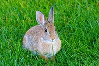 Cotton tail rabbit on suburban lawn. Bozeman, MT. Summer 2007. Original public domain image from Flickr